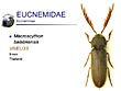 Macroscython balabkensis